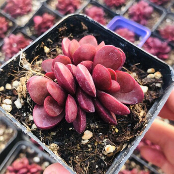 克拉夫多肉植物多头群生红色系萌肉易爆盆新品稀有贵货品种 厚叶克