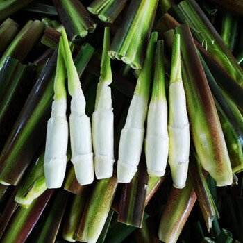 高山新鲜茭白高笋鲜嫩水笋产妇月子新鲜蔬菜茭瓜高笋带壳高山精品茭白