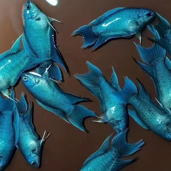 中国斗鱼无纹蓝蓝游龙级大爆针高蓝度淡水冷水观赏鱼免打氧 无纹蓝3-4