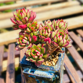 巧克力方砖老桩多头多肉花植物组合盆栽稀有肉肉大颗好养 丹格朗斯