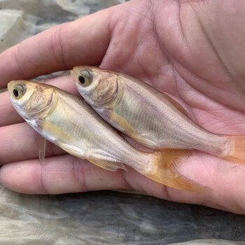 淡水金大头金鲢鱼鳙鱼胖头鱼苗观赏鱼养殖水活体放生鱼可食用 金大头7