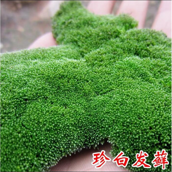 上水石草种子假山草苔藓种子孢子粉盆景青苔上水石吸水石草籽铺面绿植植物四季t1 珍白发藓孢子粉80克 图片价格品牌报价 京东