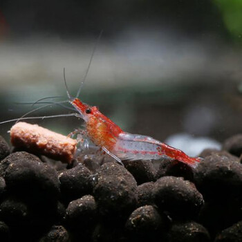 雪球金背巧克力琉璃热带观赏套餐淡水红琉璃虾10送备损152cm送虾粮