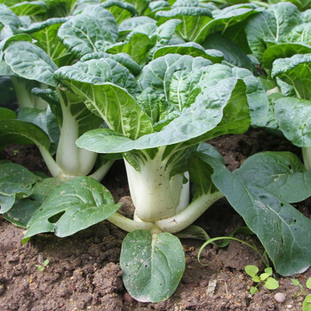 奶白菜种子矮脚中脚奶油小白菜种籽口感好四季春季秋季青菜菜种大全