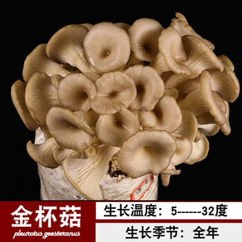 菌种菌包杏鲍菇食用蘑菇蘑菇菌种子蔬菜种子盆栽植物阳台 金杯菇(3包)