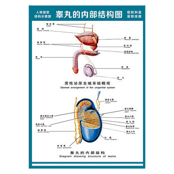 wsa51-09 男性泌尿生殖系统概观图 120*80厘米 覆膜防水pp贴纸