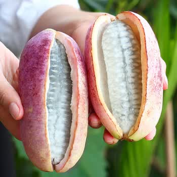 繁花似锦 云南八月瓜新鲜八月炸 5斤装 季水果现摘野香蕉 京东生鲜