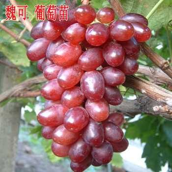 魏可葡萄苗盆栽四季种植果树苗庭院爬藤植物南北方地栽葡萄树苗 2年苗