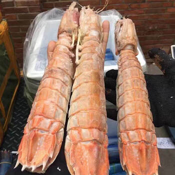 mpdq顺丰速运特大皮皮虾巨型虾手臂大虾鲜活熟冻濑尿虾海鲜虾姑爬虾子