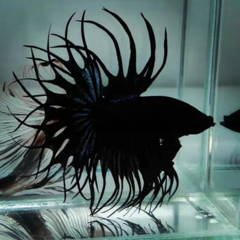 泰国斗鱼活体半月狮王马尾斗鱼活体鱼练手鱼热带鱼观赏小型鱼 黑狮王