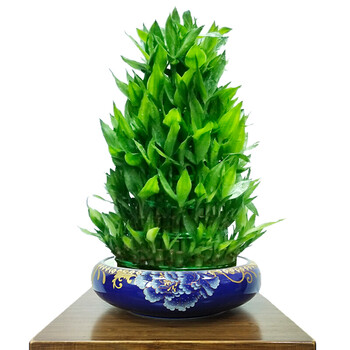 节节高客厅办公室富贵竹植物水养带根室内水培花卉绿植大盆栽 定制 不