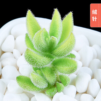多肉植物组合盆栽批发肉嘟嘟室内花卉肉肉植物多肉 绒针 高约3-4cm 不