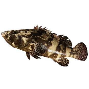 尝鲜生生鲜鱼类石斑鱼冰鲜燕尾东星斑鱼深海鲜礼盒送礼年货老虎斑东星