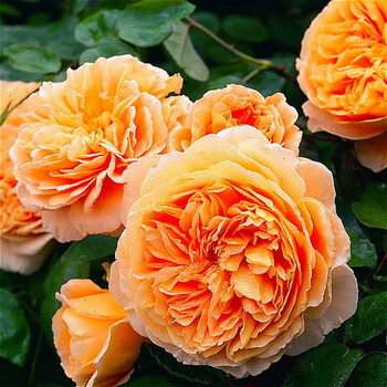 王妃【小苗1盆】 欧月小苗1盆【品种备注】