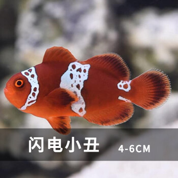 魚鹹水活魚觀賞魚人工公子小丑白金養定開口活體現貨嵐黛閃電小丑46cm