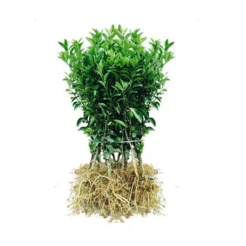 正宗新会果苗茶枝柑苗大红柑小青柑普茶制橘普洱茶嫁接树苗单价5棵起