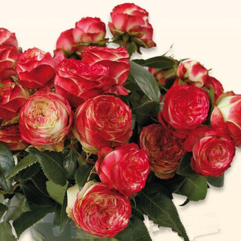 花苗盆栽树形四季花卉树桩月季树苗盆景大花多色庭院高杆 m3 西瓜红