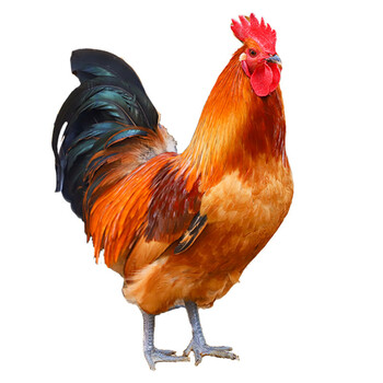 散养大公鸡整鸡农家散养土鸡公鸡两只约7斤活体现杀新鲜月子鸡肉团建