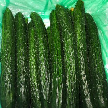 云南露天自家种植菜黄瓜510斤装采摘现摘现发青瓜嫩刺脆直瓜现摘新鲜