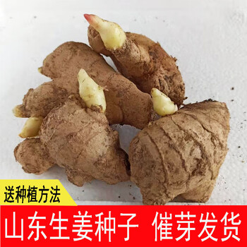 生姜种籽生姜种植苗山东大姜种子姜苗种植苗老姜籽催芽姜种 1500g