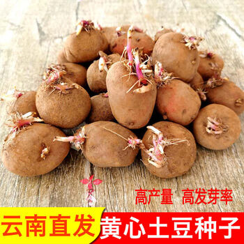 早告白土豆种子黄心发芽云南本地马铃薯种子新鲜红皮土豆种子高产早熟