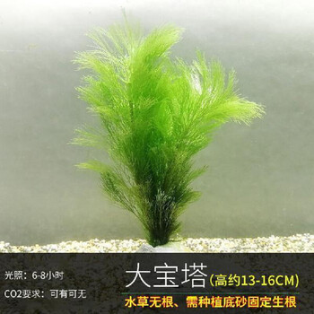 Oimg鱼缸懒人水草植物活体淡水有茎草缸造景水族箱中后景水草套餐大宝塔2杯 水草沉底杯 图片价格品牌报价 京东