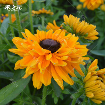 黑心金光菊花種子室外景觀綠化花卉種籽多年生觀花植物花卉草花種