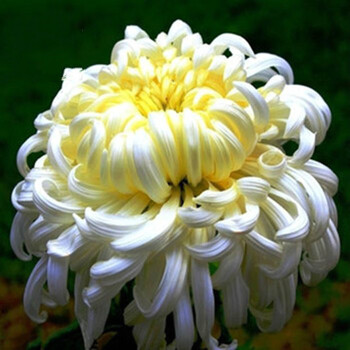 菊花苗大菊花盆栽室内外庭院阳台花卉植物四季开花菊花苗白皇后3棵不