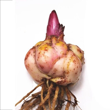 花无痕百合花种球带芽香水百合种球百合花种子球根百合花卉百合植物百合盆栽百合种球1个 不含盆土 1份 图片价格品牌报价 京东