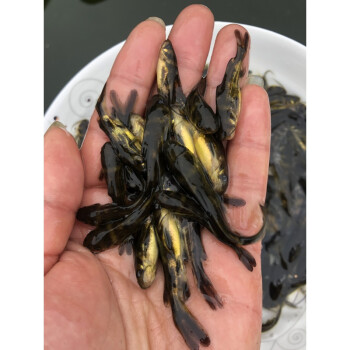 vieruodis鯉魚魚苗無甲無鱗養殖食用淡水魚好養活冷水活體德國鏡鯉