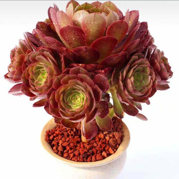 采缇新款黑铜壶黑法师多肉植物法师多肉老桩多头超大法 万圣节5到6头