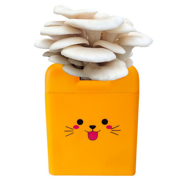 菇婆婆蘑菇种植菌包菌棒蘑菇蘑盒圆桶盒多彩蘑盒观赏食用菌种蘑菇菌包