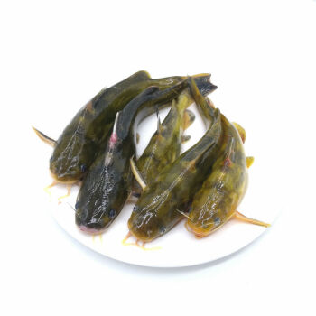 lism新鮮淡水魚生態昂刺魚嘎魚黃顙魚黃辣丁黃骨魚鮮活體現殺冰鮮水產