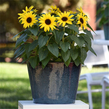 矮杆迷你向日葵种子观赏向日葵 向日葵花海打造花海庭院阳台盆栽种植