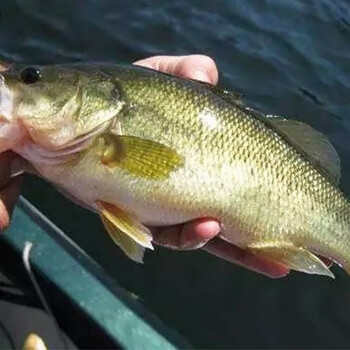 湘渔农鲈鱼淡水鲈鱼大口鲈鱼海鲈生鱼酸菜鱼纸包鱼火锅 五条开膛