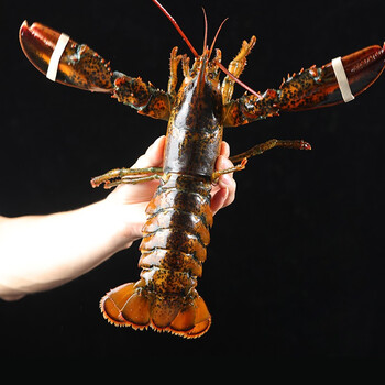 【活鲜】波士顿龙虾鲜活大龙虾加拿大波龙海鲜水产活虾 【鲜活波龙】