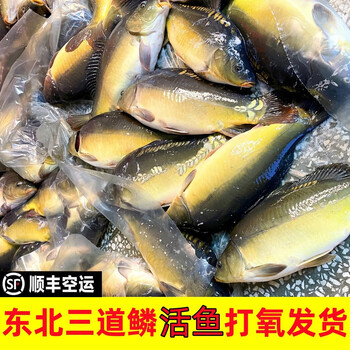 顺丰东北三道鳞鱼活体打氧发货水库鱼淡水鱼框镜鱼鲤鱼2832斤鲜活打氧