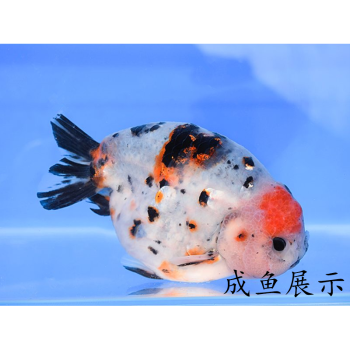 金魚活體活魚小尾蘭壽金魚活魚精品黑蘭壽櫻花壽紅白壽紫水墨重墨家養