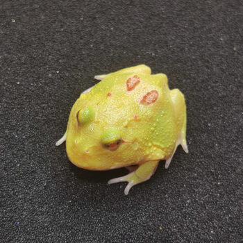 角蛙皇上活体爬宠两栖宠物蛙绿角蛙黄金活物活体小丑蛙非洲牛蛙皮卡丘