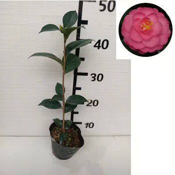 休斯富豪两年苗高40公分左右单