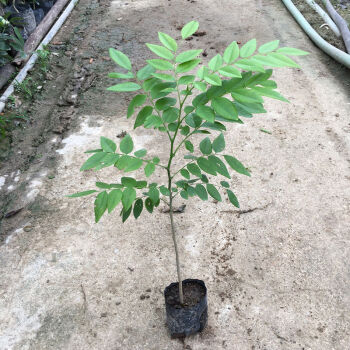 正宗海南黃花梨樹苖降香黃檀紅木名貴苗木樹 110cm-130cm高1棵 其他