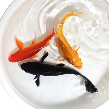 仟芸锦鲤小鱼苗大鱼锦鲤观赏鱼冷水淡水小型锦鲤鱼活鱼金鱼活纯种