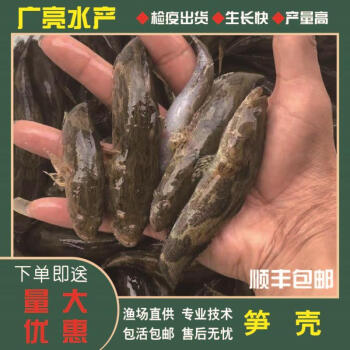 【順豐】筍殼魚苗 沙塘鱧魚苗 沙塘鯉魚苗 淡水養殖呆子魚虎頭鯊虎頭