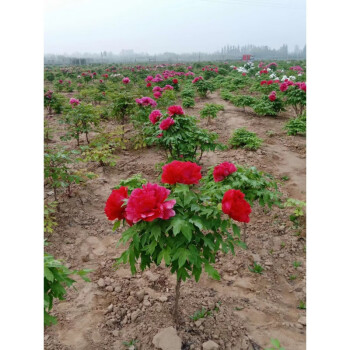 花客悅 正宗菏澤獨杆牡丹樹大花多色耐寒庭院綠植重瓣觀賞別墅花卉