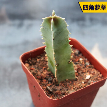 泰西丝仙人柱合集组合量天尺龙神木仙人掌多肉植物办公室 四角萝藦柱6