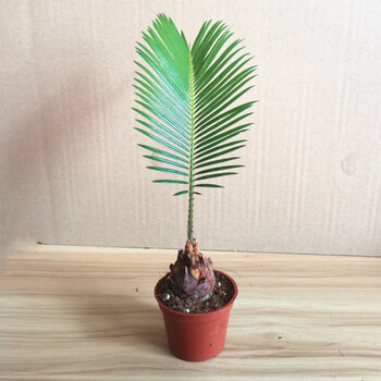 成年迷你小铁树【图片 价格 品牌 报价】-京东