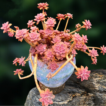 多肉老桩群生悬崖桩多肉植物多头缀化法师锦容易 23-35厘米7年阿伦陪