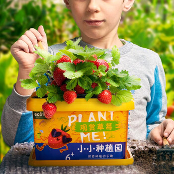 教师节礼物园艺小花农微景观创意迷你盆栽罐头花卉植物儿童学生种植