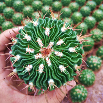 精品贵货仙人球红太阳仙人掌多肉植物稀有办公室桌面花卉肉肉 多棱玉6