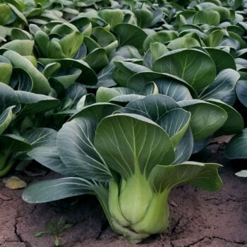 苏北霜冻青菜苔苏州青太湖青菜苔蔬菜新鲜农家自种矮脚